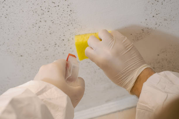 Best Mold Documentation for Insurance Claims  in Easton, CA