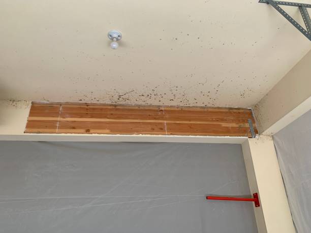 Best Industrial Mold Remediation  in Easton, CA