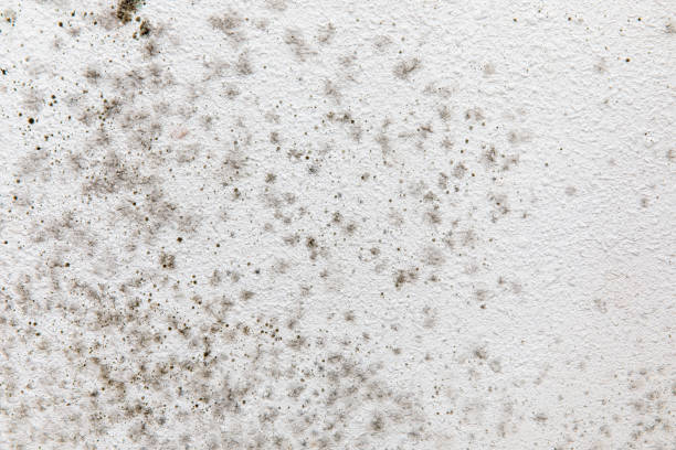 Best Basement Mold Removal  in Easton, CA
